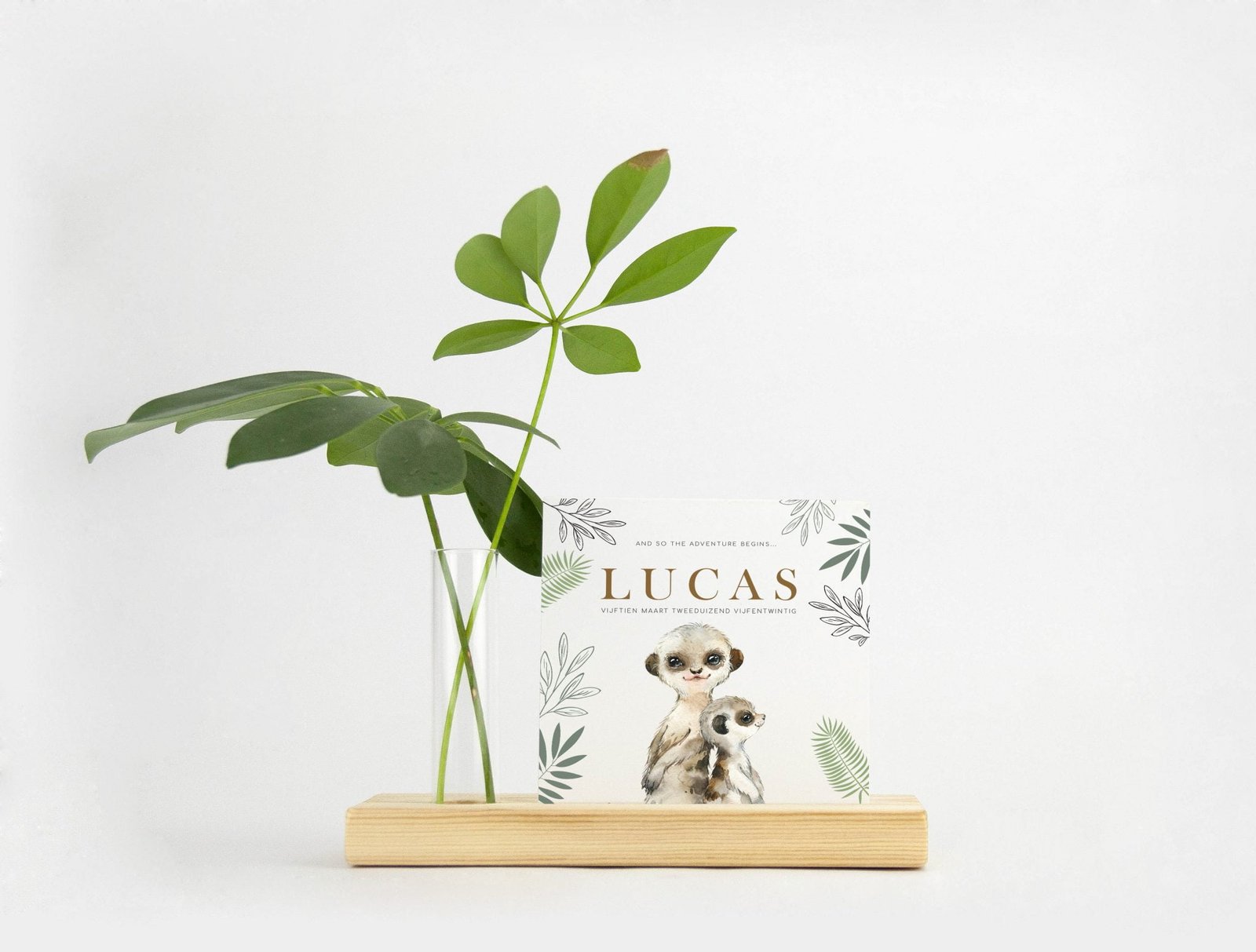 Foto Lucas meerkat 1 Geboortekaartje meerkatjes jungle